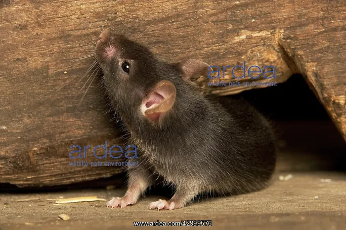 : Grey / House Mouse : Grey / House Mouse