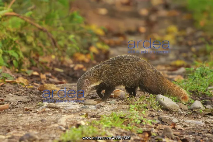 : Grey Indian Mongoose or Edwards Mongoose, Indian grey Mong : Grey Indian Mongoose or Edwards Mongoose, Indian grey Mong