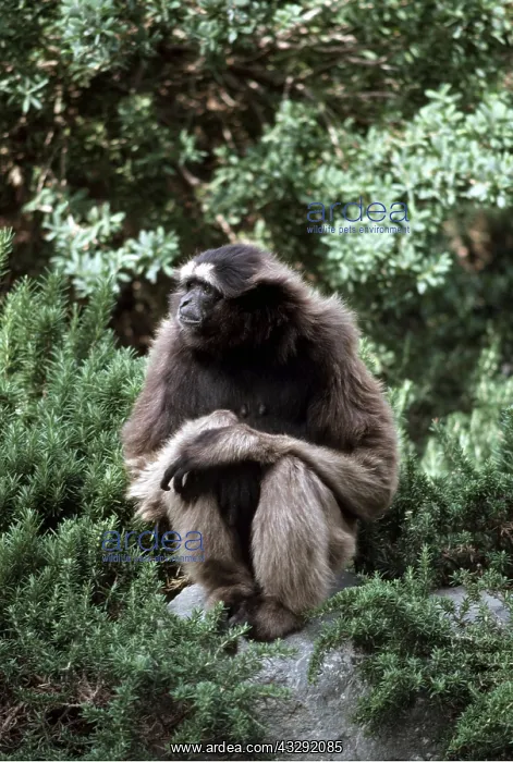: GREY JAVAN GIBBON : GREY JAVAN GIBBON