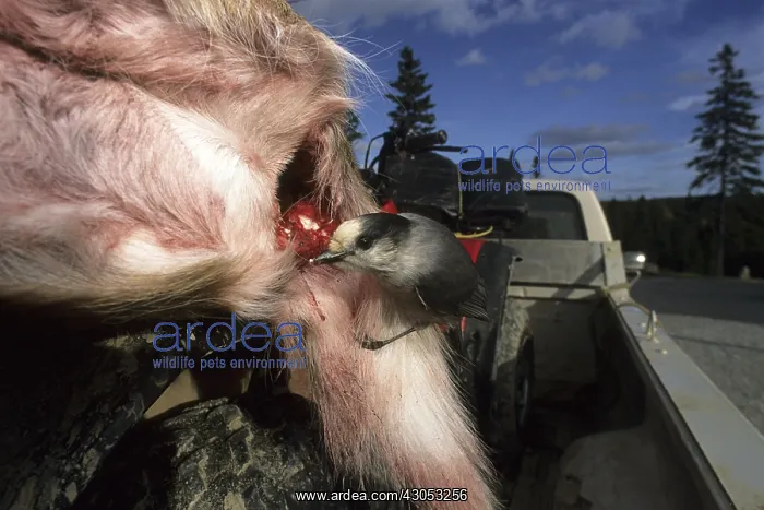: Grey Jay eating from a dead cow : Grey Jay eating from a dead cow