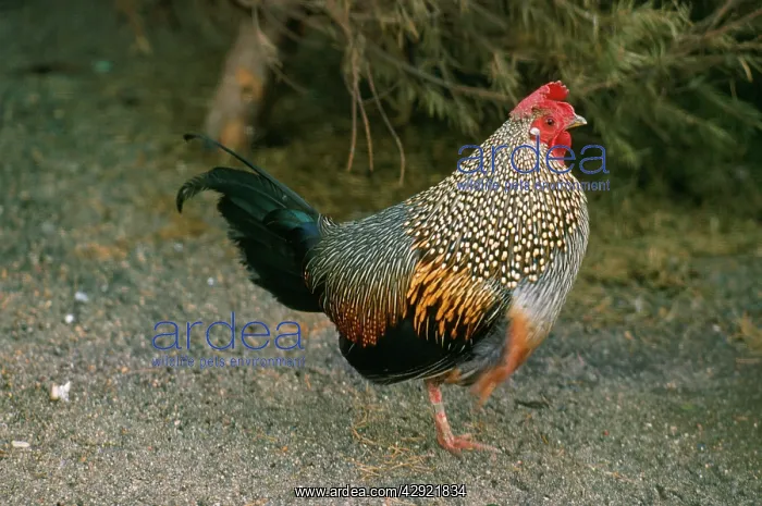 : Grey Junglefowl : Grey Junglefowl