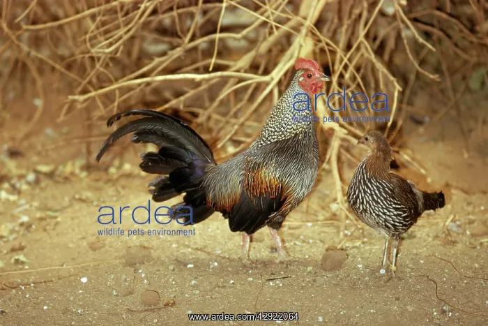 : Grey Junglefowl - male & female : Grey Junglefowl - male & female