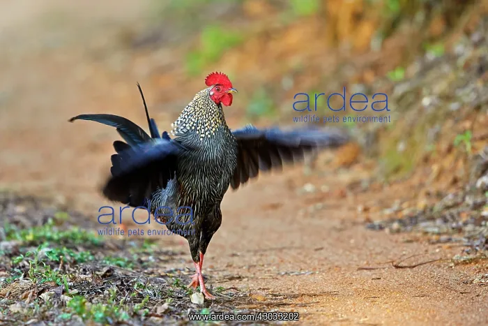 : Grey Junglefowl / Sonnerat's Junglefowl : Grey Junglefowl / Sonnerat's Junglefowl