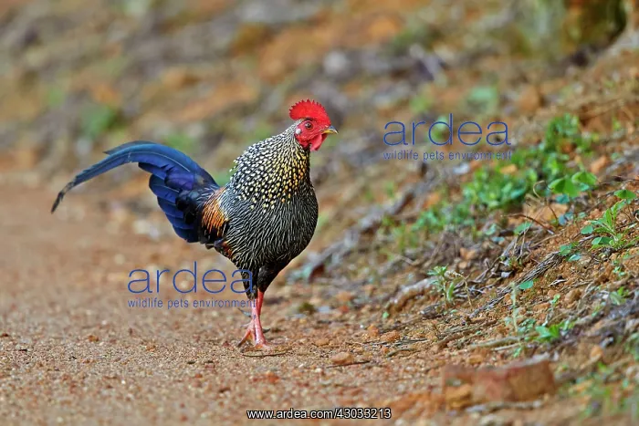 : Grey Junglefowl / Sonnerat's Junglefowl : Grey Junglefowl / Sonnerat's Junglefowl