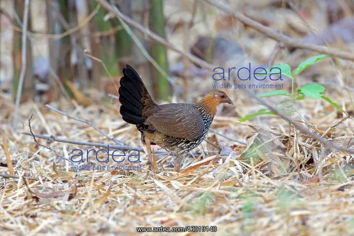: Grey Junglefowl / Sonnerat's Junglefowl hen female : Grey Junglefowl / Sonnerat's Junglefowl hen female