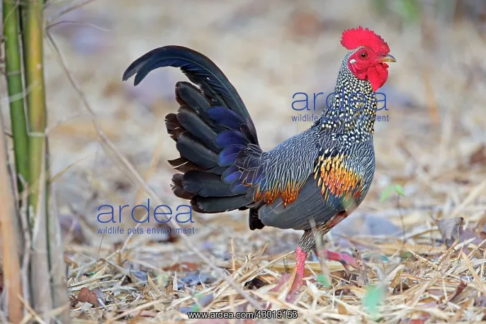 : Grey Junglefowl / Sonnerat's Junglefowl male cock : Grey Junglefowl / Sonnerat's Junglefowl male cock