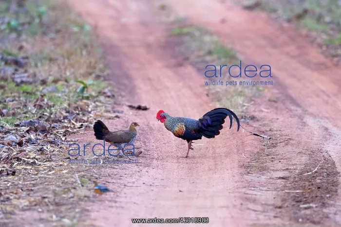 : Grey Junglefowl / Sonnerat's Junglefowl male and female : Grey Junglefowl / Sonnerat's Junglefowl male and female