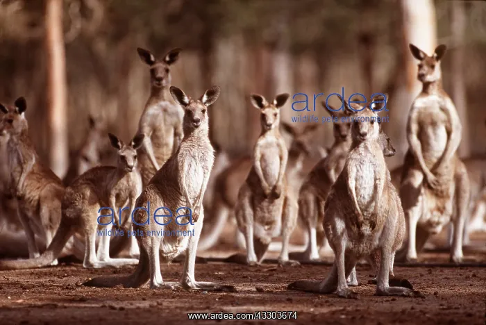 : GREY KANGAROO - group, standing : GREY KANGAROO - group, standing