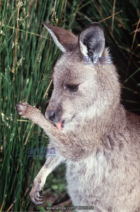 : Grey KANGAROO - young licking arm : Grey KANGAROO - young licking arm