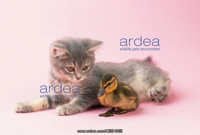 : Grey kitten and duckling in studio : Grey kitten and duckling in studio