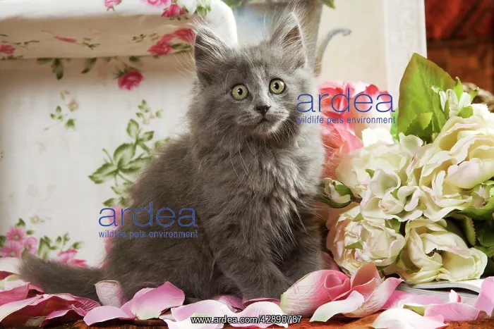  : Grey Kitten - two months old