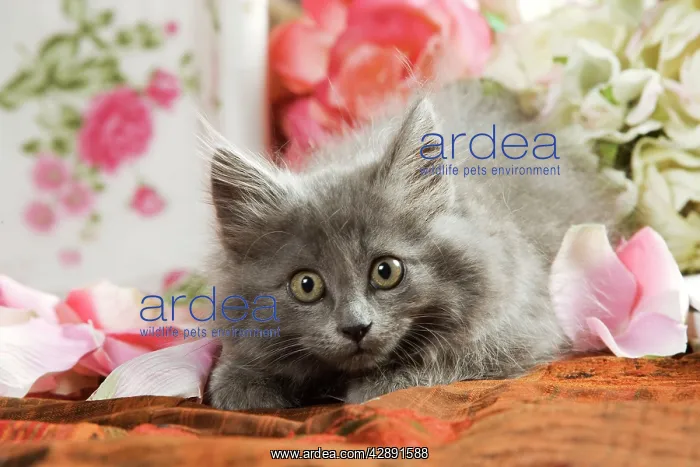  : Grey Kitten - two months old