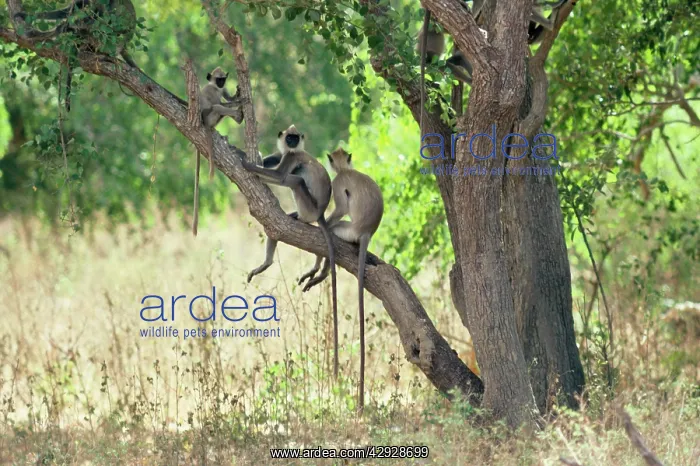 : Grey Langur Monkeys : Grey Langur Monkeys