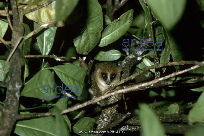  : Grey  /  Lesser Mouse Lemur