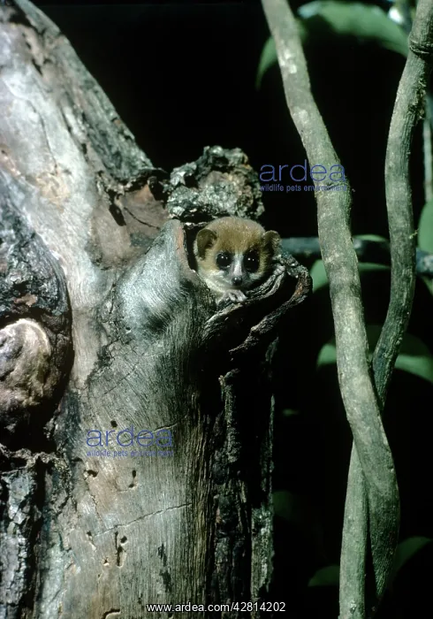  : Grey  /  Lesser Mouse Lemur