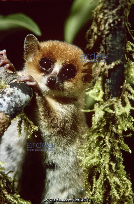  : Grey  /  Lesser Mouse Lemur