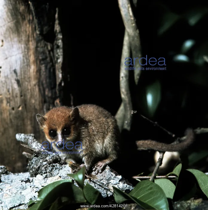  : Grey  /  Lesser Mouse Lemur