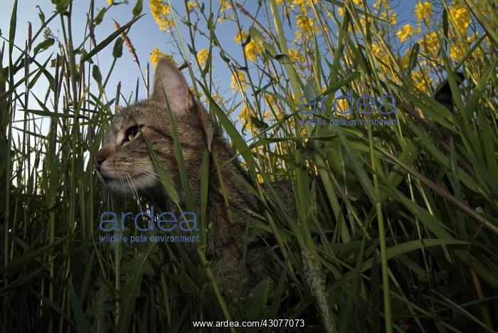 : Grey lined cat walking in grass next to a turnip field : Grey lined cat walking in grass next to a turnip field