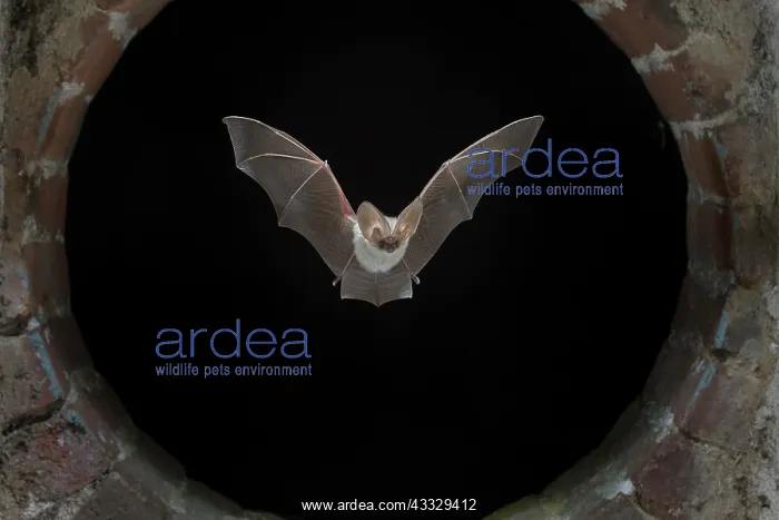: Grey Long Eared Bat (Plecotus austriacus) flying : Grey Long Eared Bat (Plecotus austriacus) flying