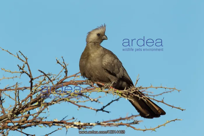 : Grey Lourie / Grey Go-Away-Bird : Grey Lourie / Grey Go-Away-Bird