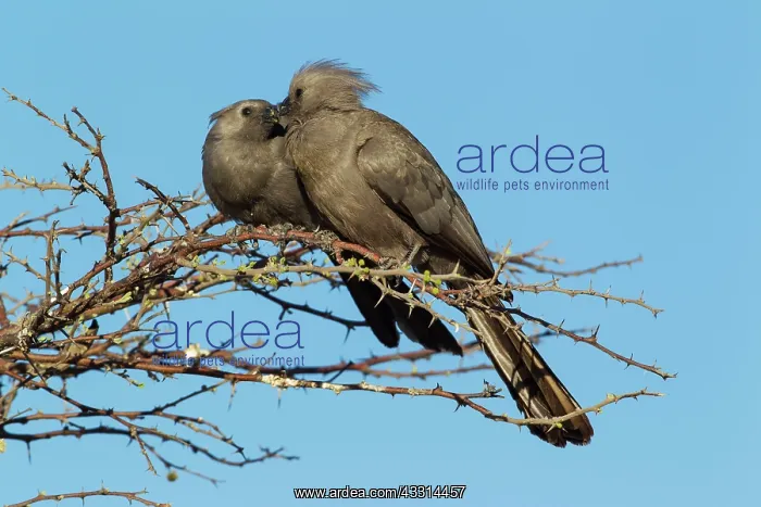 : Grey Lourie / Grey Go-Away-Bird - pair : Grey Lourie / Grey Go-Away-Bird - pair