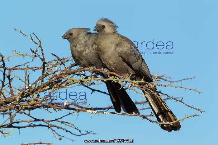 : Grey Lourie / Grey Go-Away-Bird - pair : Grey Lourie / Grey Go-Away-Bird - pair