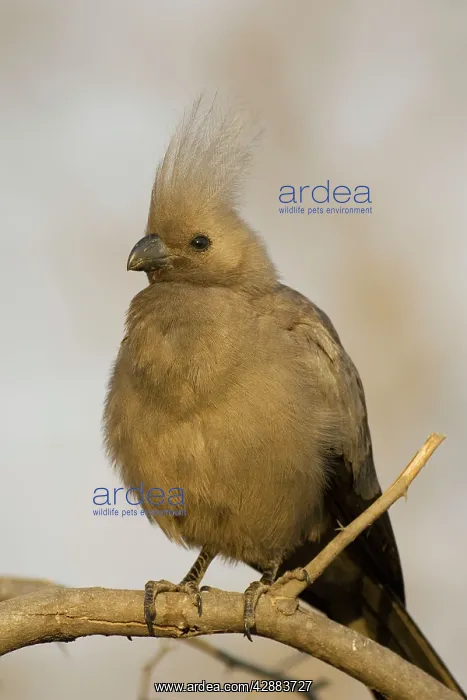 : Grey Lourie or Grey Go-Away-Bird - Perching on a branch : Grey Lourie or Grey Go-Away-Bird - Perching on a branch