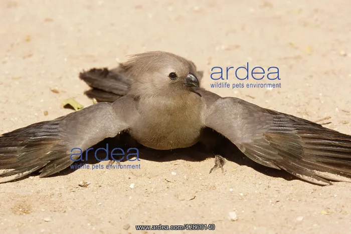 : Grey Lourie / Grey Go-away bird - taking a dust-bath : Grey Lourie / Grey Go-away bird - taking a dust-bath