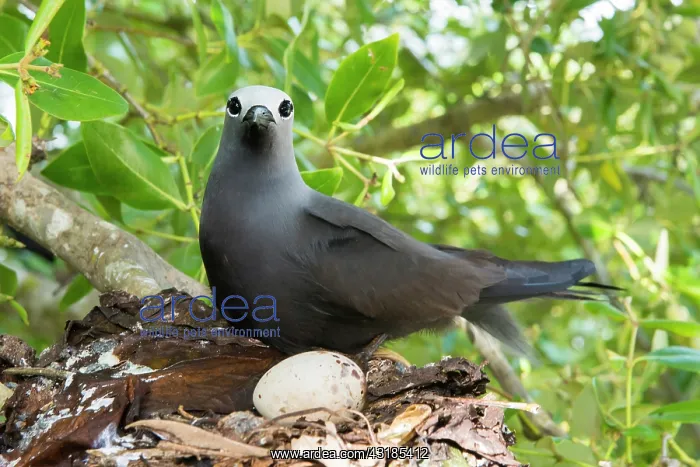 : Grey Mangrove : Grey Mangrove