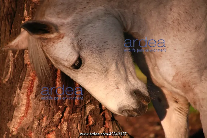 : Grey mare rubbing against a tree : Grey mare rubbing against a tree