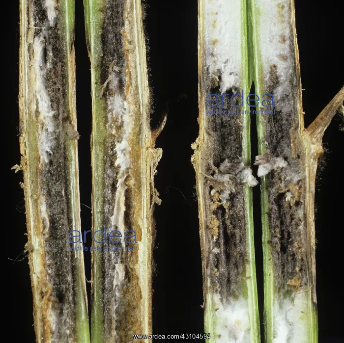 : Grey mold (Botrytis cinerea) : Grey mold (Botrytis cinerea)