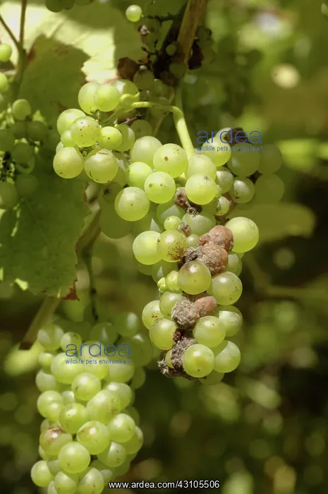 : Grey mold infection on grapvine : Grey mold infection on grapvine