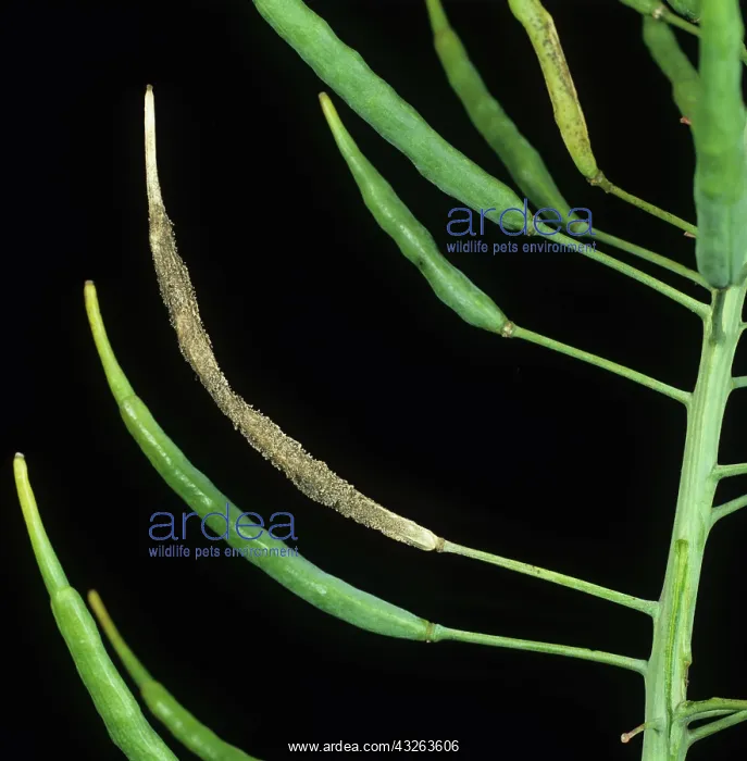 : Grey mold on oilseed rape seedpods : Grey mold on oilseed rape seedpods