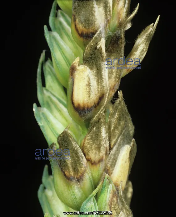 : Grey mold and sooty mold in wheat ear : Grey mold and sooty mold in wheat ear
