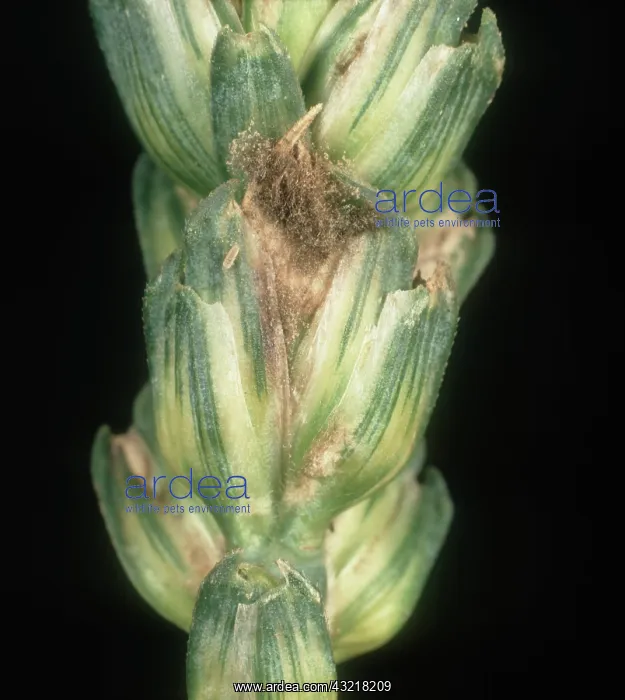 : Grey mold on Wheat : Grey mold on Wheat