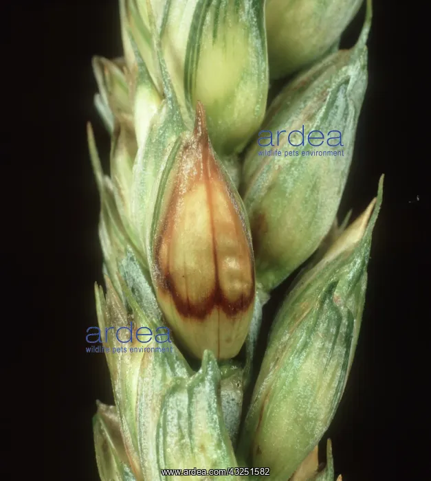 : Grey mold on Wheat : Grey mold on Wheat