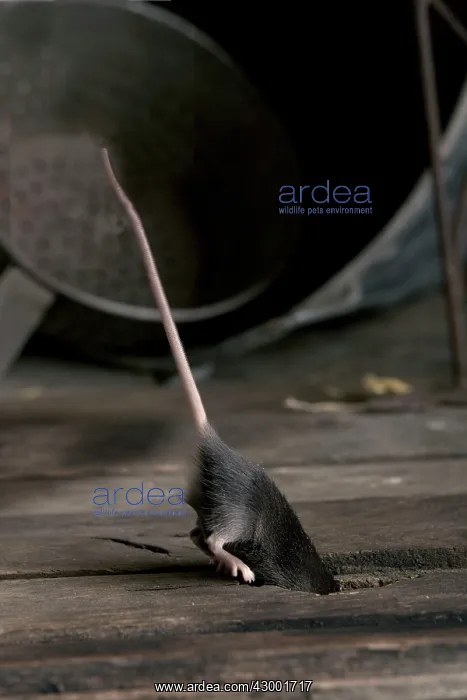 : Grey Mouse : Grey Mouse