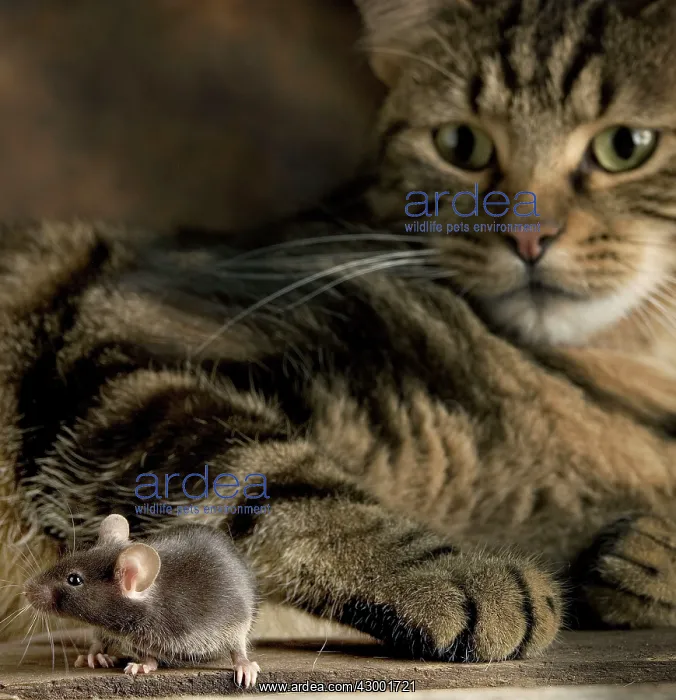 : Grey Mouse : Grey Mouse