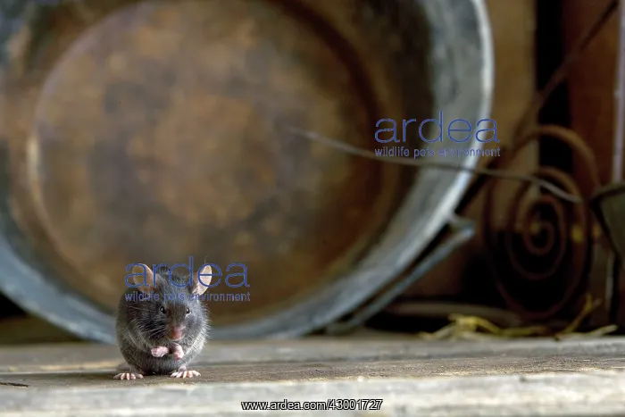  : Grey Mouse