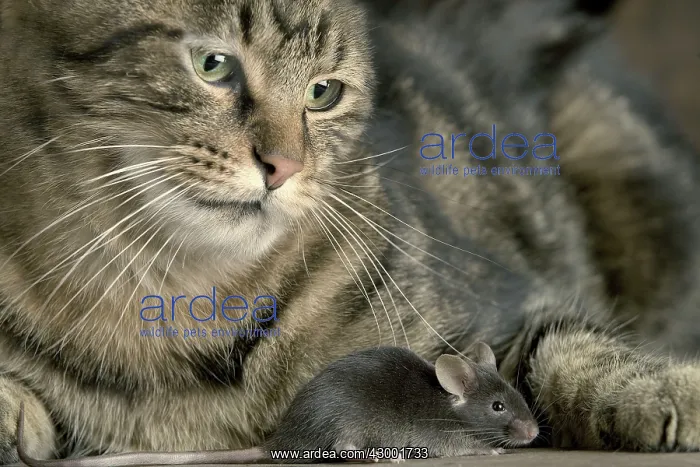 : Grey Mouse : Grey Mouse