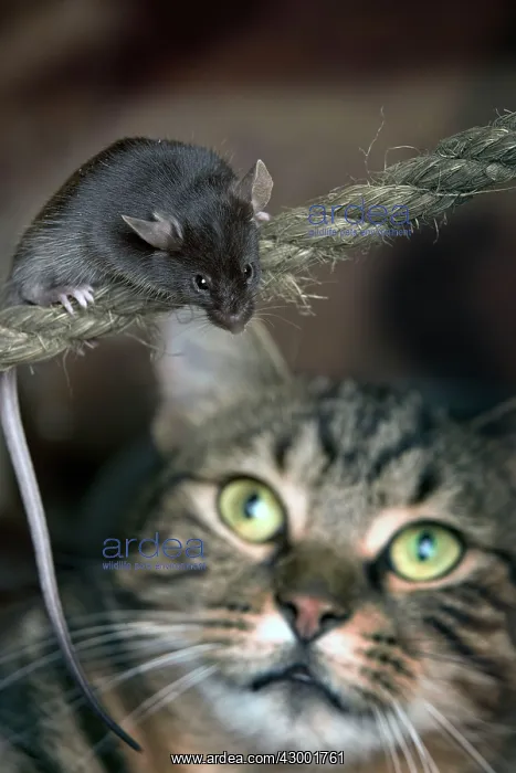 : Grey Mouse : Grey Mouse
