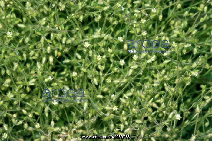 : Grey Mouse-ear Chickweed : Grey Mouse-ear Chickweed