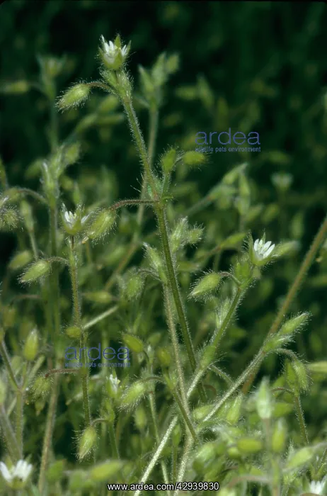 : Grey Mouse-ear Chickweed - endangered in UK : Grey Mouse-ear Chickweed - endangered in UK