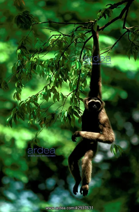 : Grey or MuellerIs gibbon (Hylobates muelleri) : Grey or MuellerIs gibbon (Hylobates muelleri)