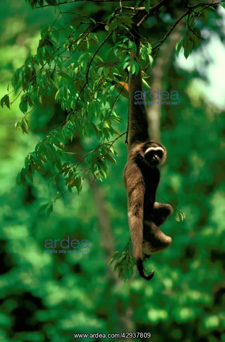 : Grey or MuellerIs gibbon (Hylobates muelleri) : Grey or MuellerIs gibbon (Hylobates muelleri)