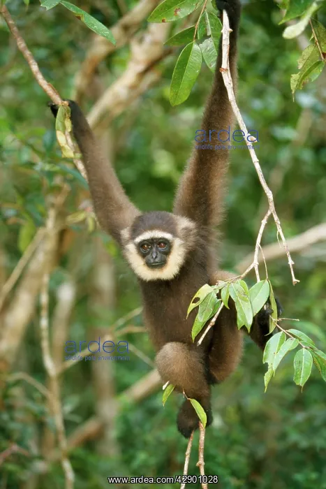  : Grey MullerIs  /  Bornean GIBBON - hangs on branch