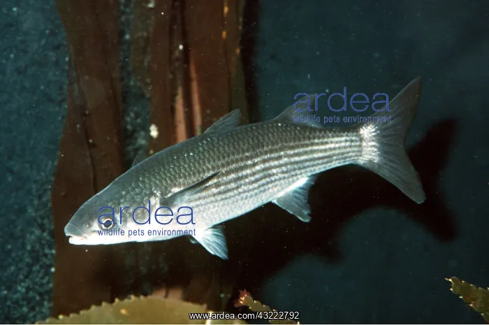 : GREY MULLET : GREY MULLET