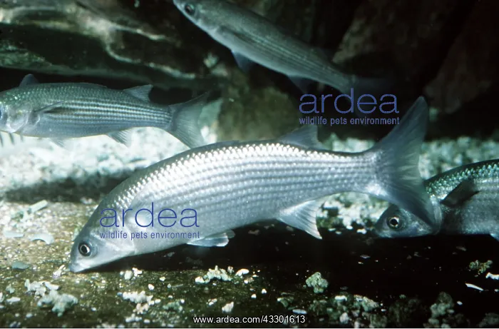 : GREY MULLET - FEEDING : GREY MULLET - FEEDING