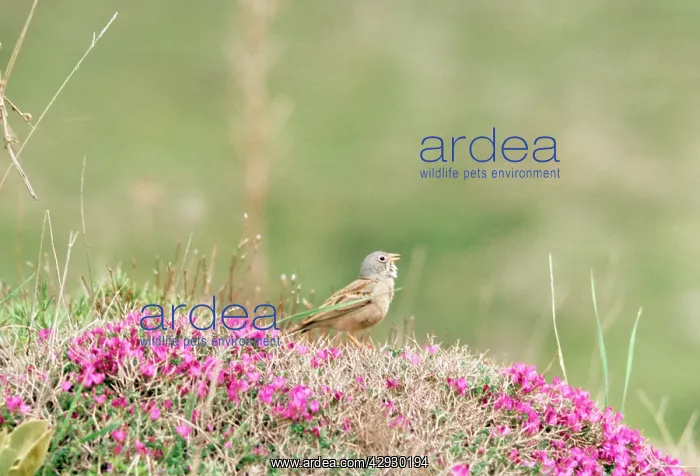: Grey-necked Bunting : Grey-necked Bunting