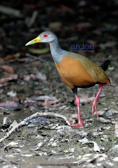 : Grey-necked WOOD-RAIL : Grey-necked WOOD-RAIL